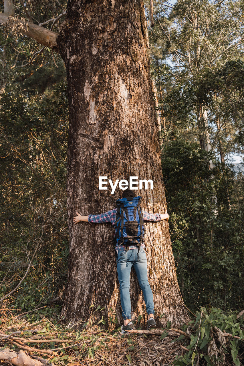 Back view of anonymous male hiker with backpack embracing huge tree trunk during trekking in woods on sunny day