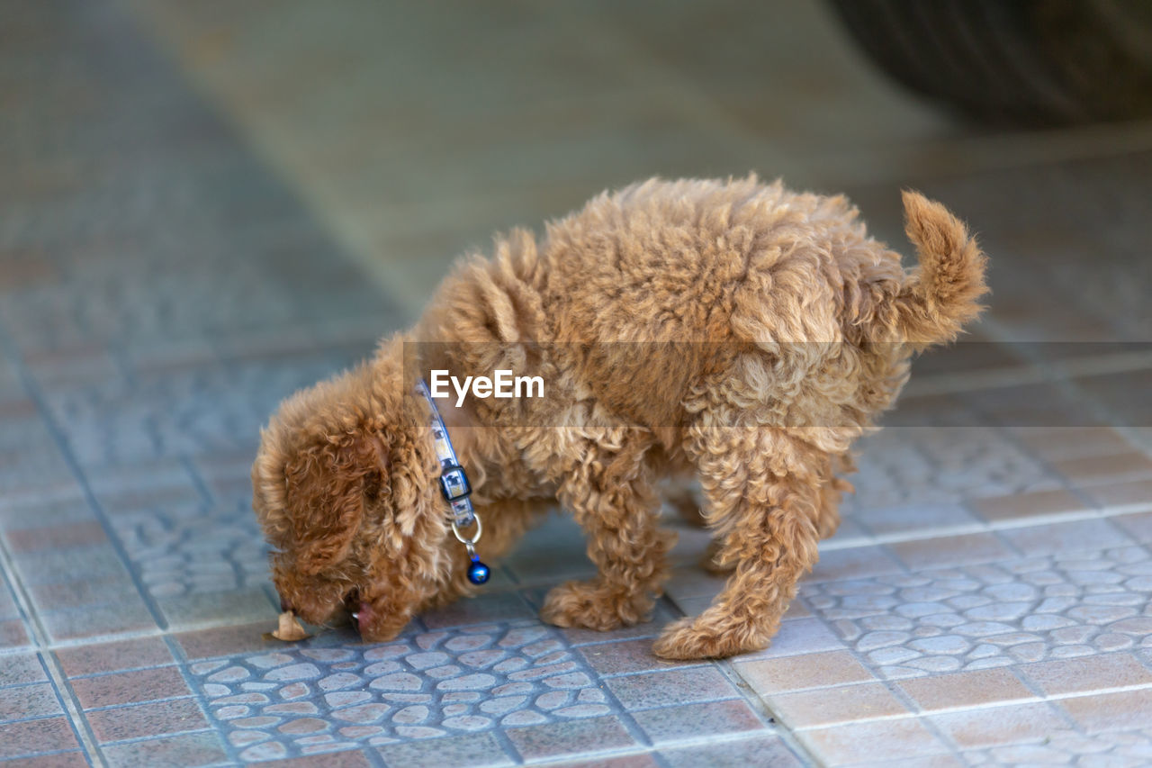 DOG LYING ON FLOOR