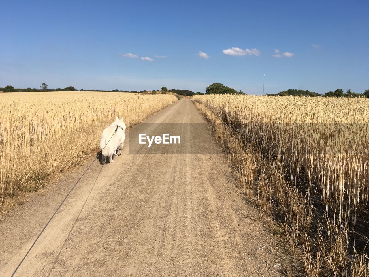 Dirt road passing through field against sky and at large white dog