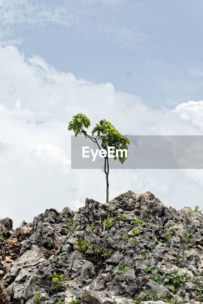 Plant growing on rock against sky