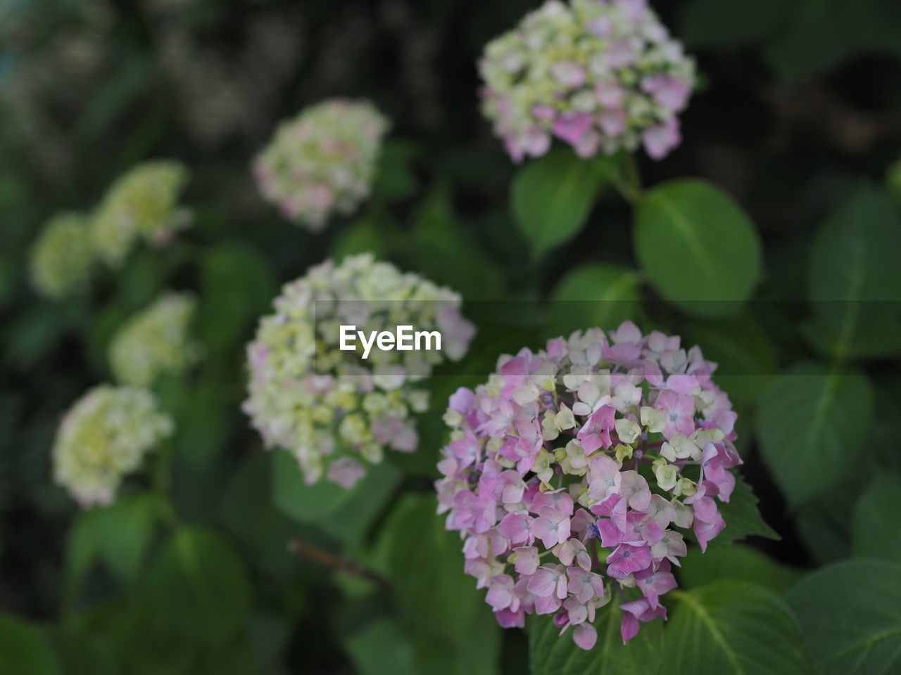 Close-up of pink flowering plant in park