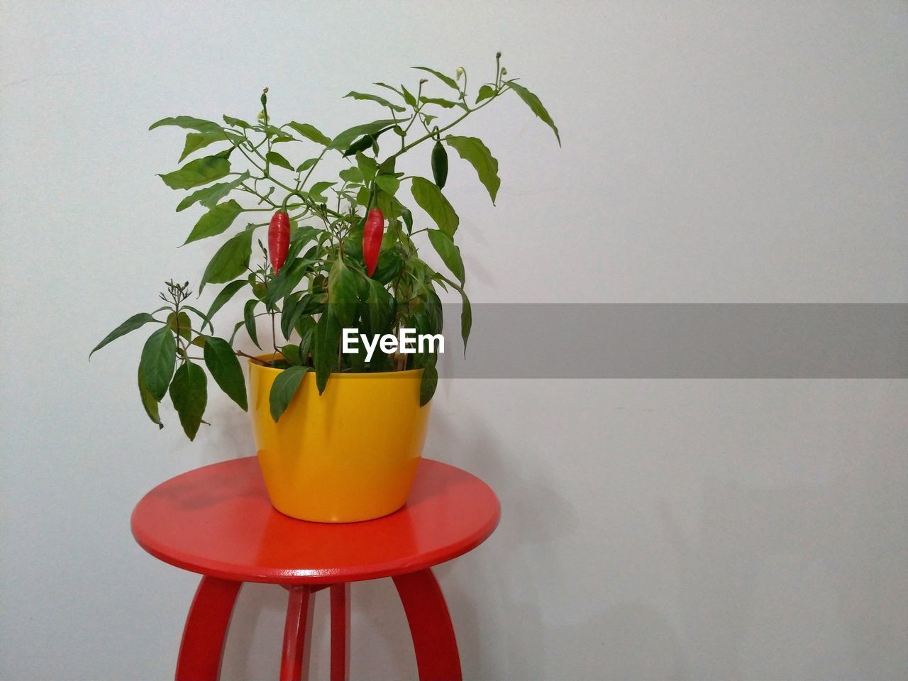 CLOSE-UP OF POTTED PLANT IN VASE ON TABLE