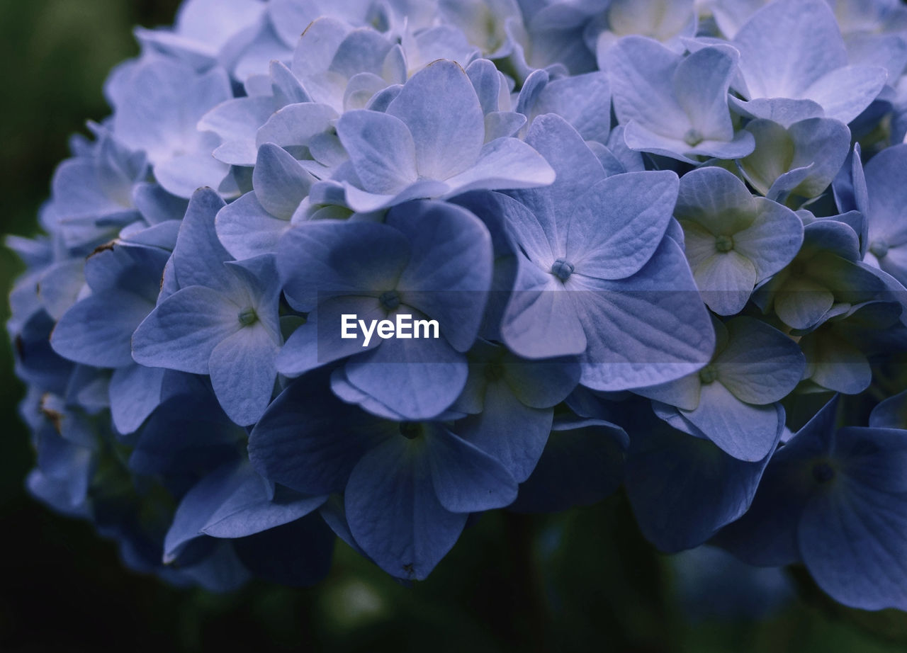 CLOSE-UP OF PURPLE HYDRANGEAS