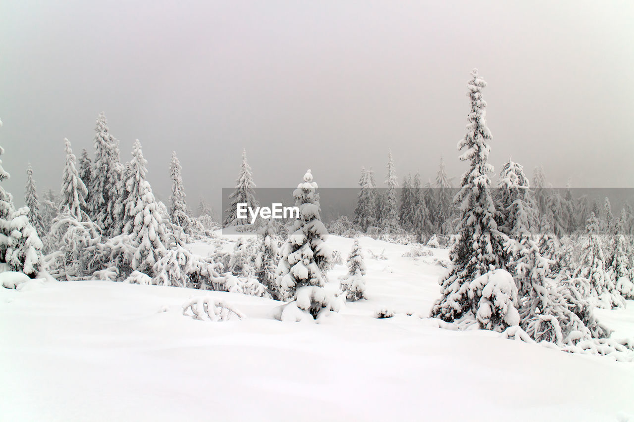 Bare trees on snow covered landscape against sky