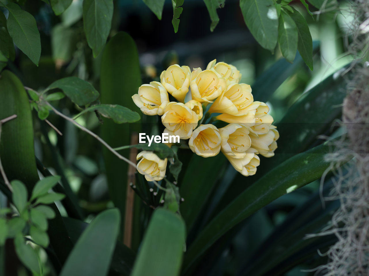 plant, flower, flowering plant, beauty in nature, nature, plant part, leaf, freshness, yellow, growth, close-up, flower head, petal, fragility, inflorescence, no people, green, outdoors, botany, blossom, springtime, environment, shrub, garden, day