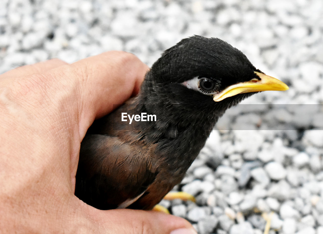 CLOSE-UP OF HUMAN HAND WITH BIRD