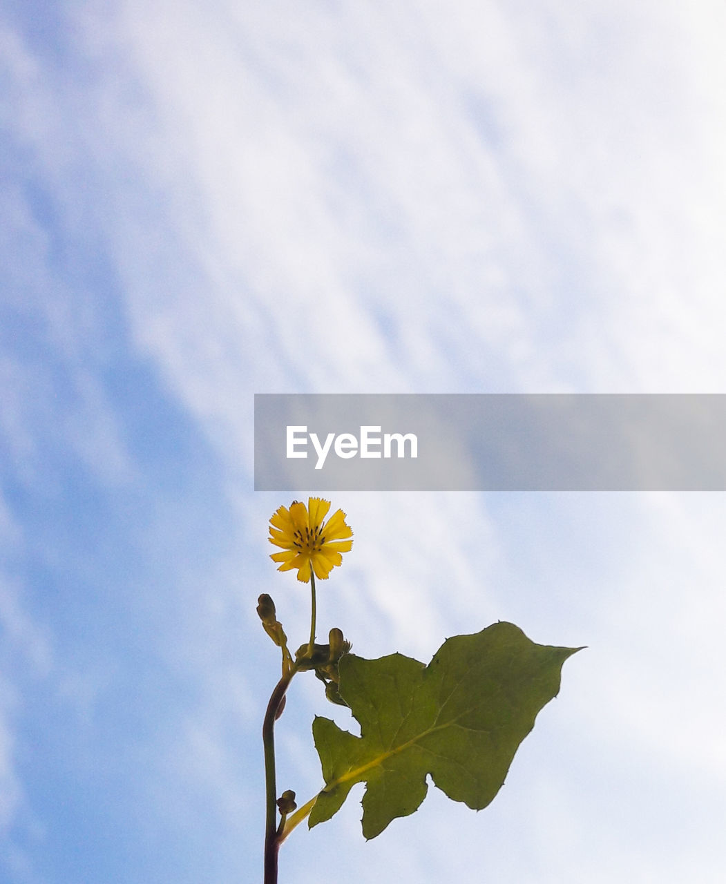 Low angle view of flowering plant against sky