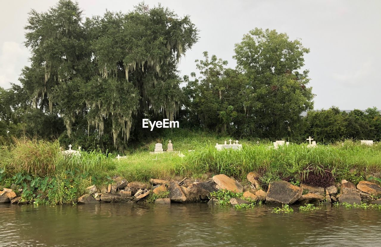 VIEW OF BIRDS BY LAKE