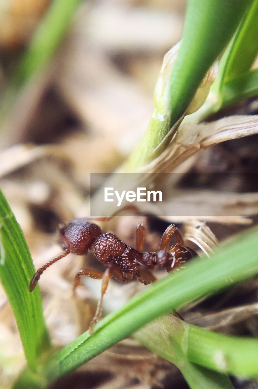 CLOSE-UP OF INSECT ON LEAF