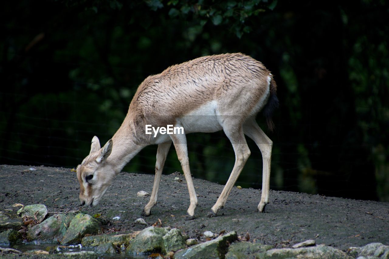 animal, animal themes, nature, animal wildlife, wildlife, mammal, one animal, deer, zoo, no people, full length, side view, standing, outdoors, domestic animals, land, forest, tree