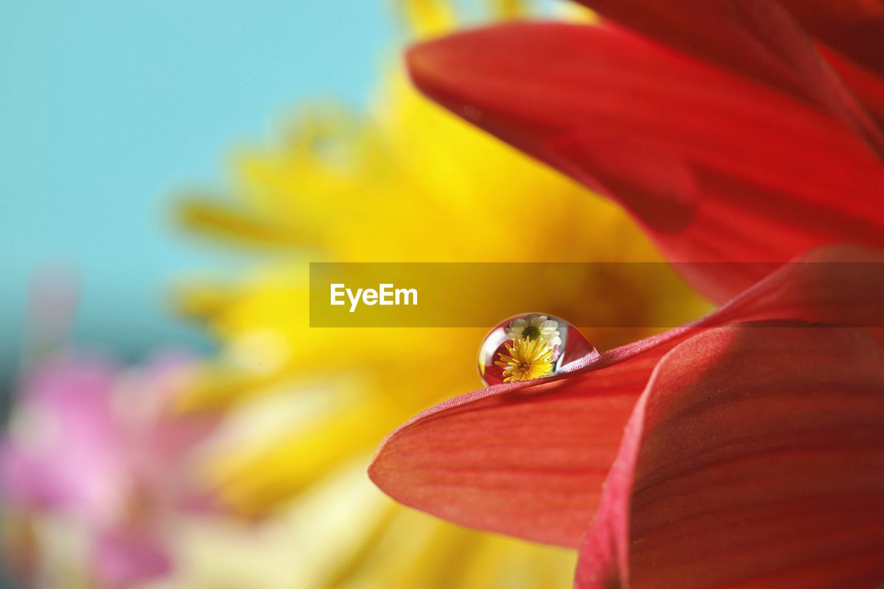 CLOSE-UP OF HONEY BEE POLLINATING ON YELLOW FLOWER