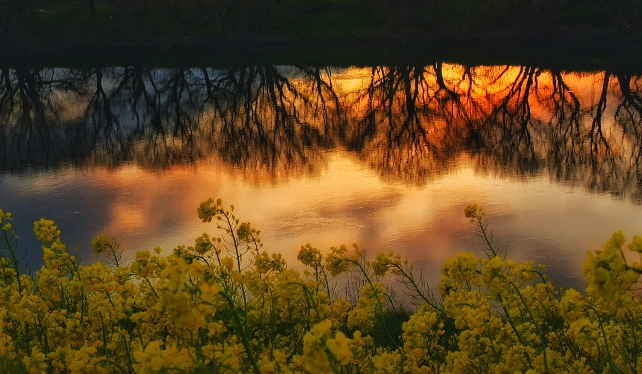 Reflection of silhouette bare trees in lake during sunset