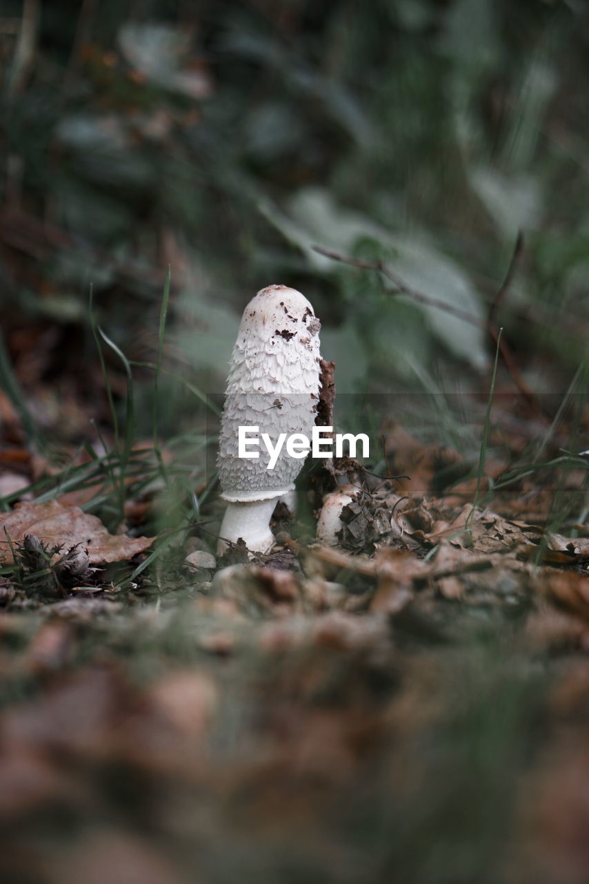 nature, fungus, mushroom, plant, wildlife, land, macro photography, forest, selective focus, no people, vegetable, tree, leaf, close-up, outdoors, animal, autumn, day, animal wildlife, food, animal themes, environment, woodland