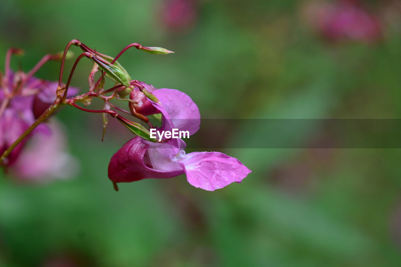 Close-up of pink rose flower