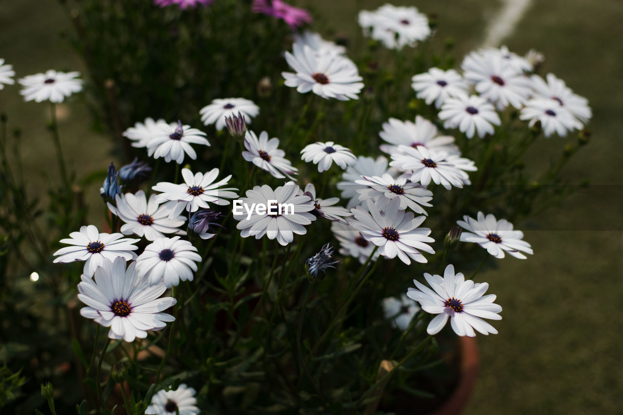 Close-up of white flowering plants