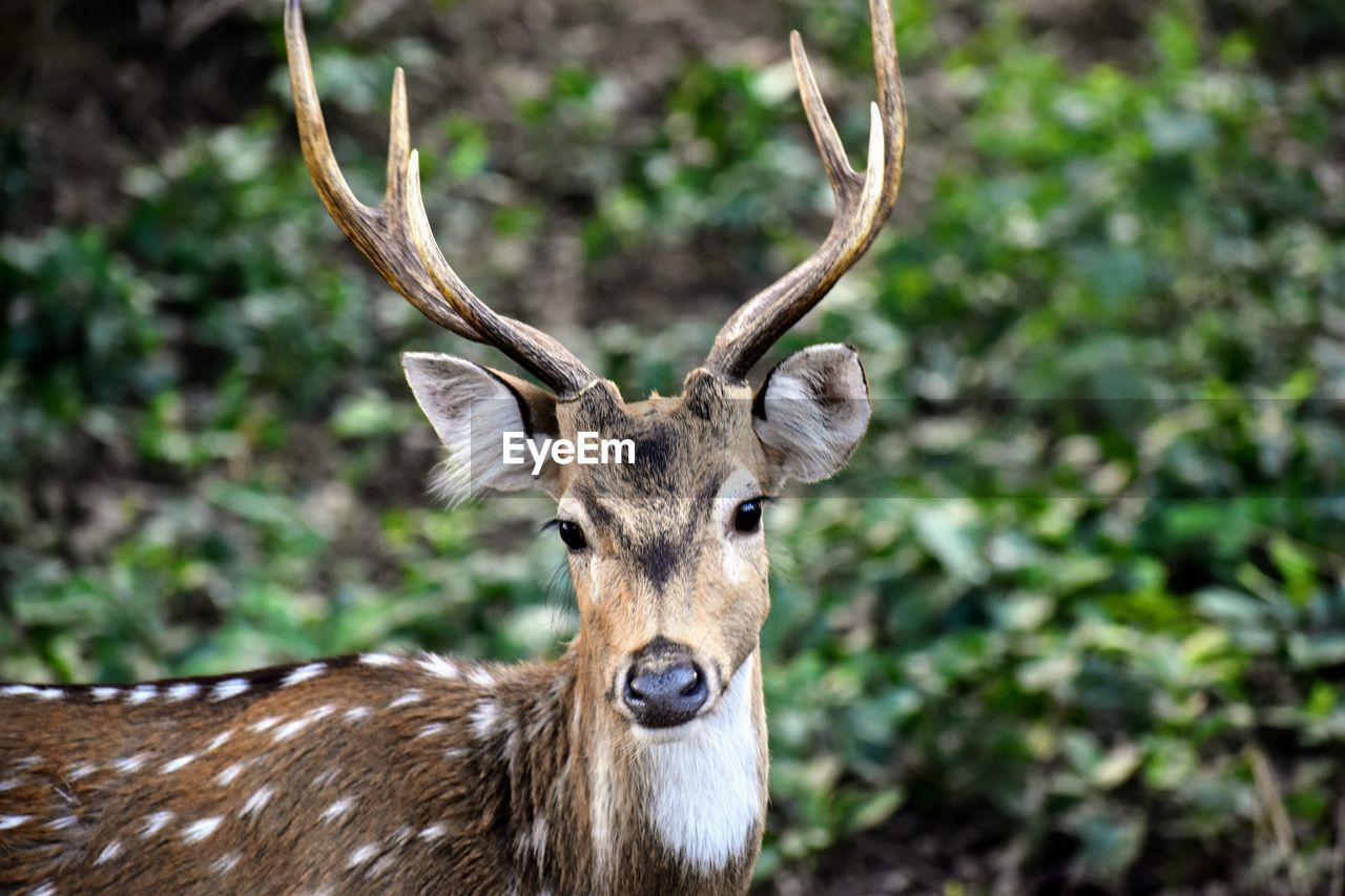 animal, animal themes, animal wildlife, one animal, wildlife, mammal, deer, portrait, antler, no people, looking at camera, nature, day, forest, focus on foreground, tree, horned, brown, herbivorous, outdoors, plant, land, animal body part, stag, domestic animals, close-up