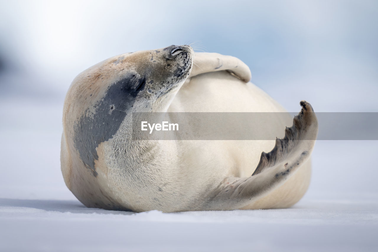 Crabeater seal lies lifting head on ice
