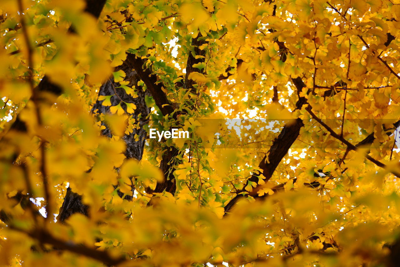 Low angle view of yellow flowering plants