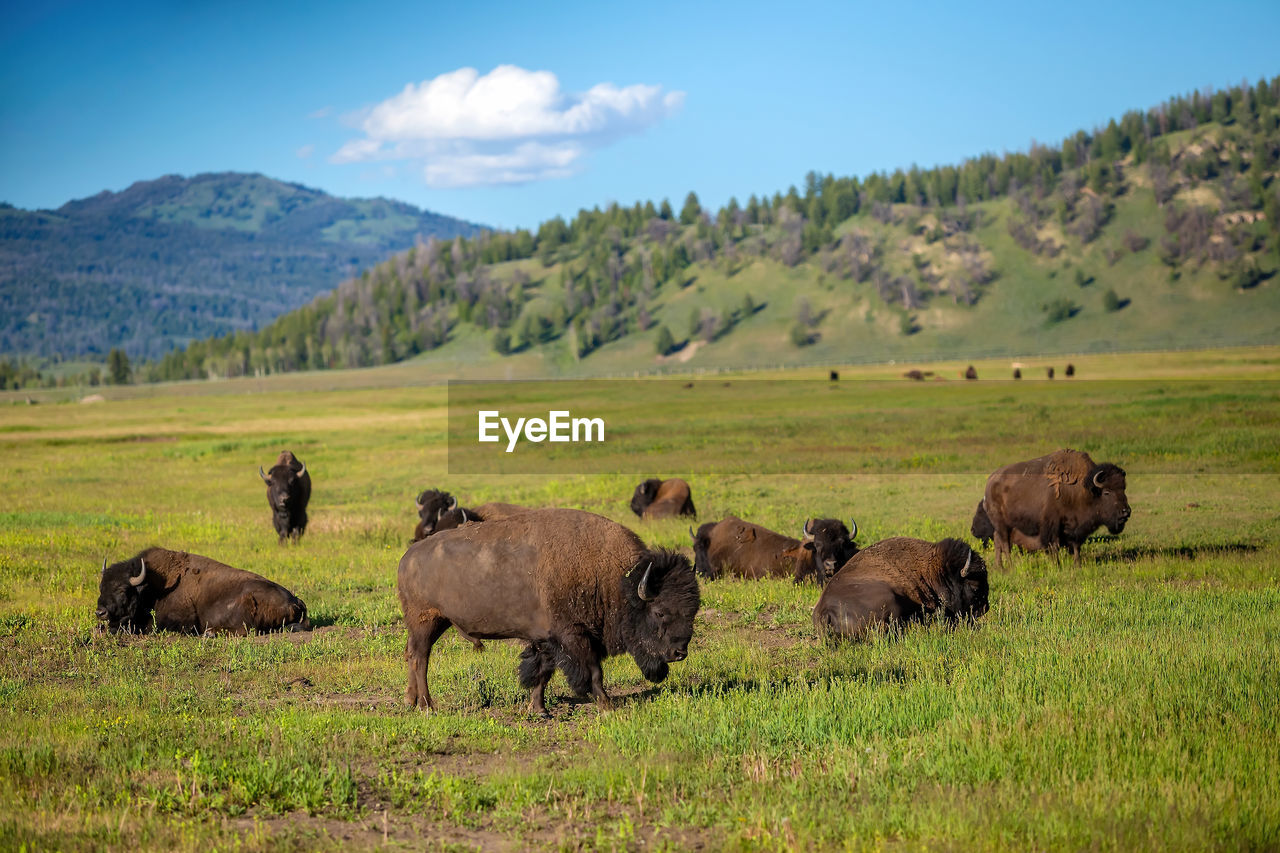 horse grazing on field against mountain