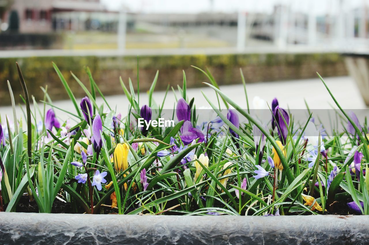 Close-up of purple crocus flowers