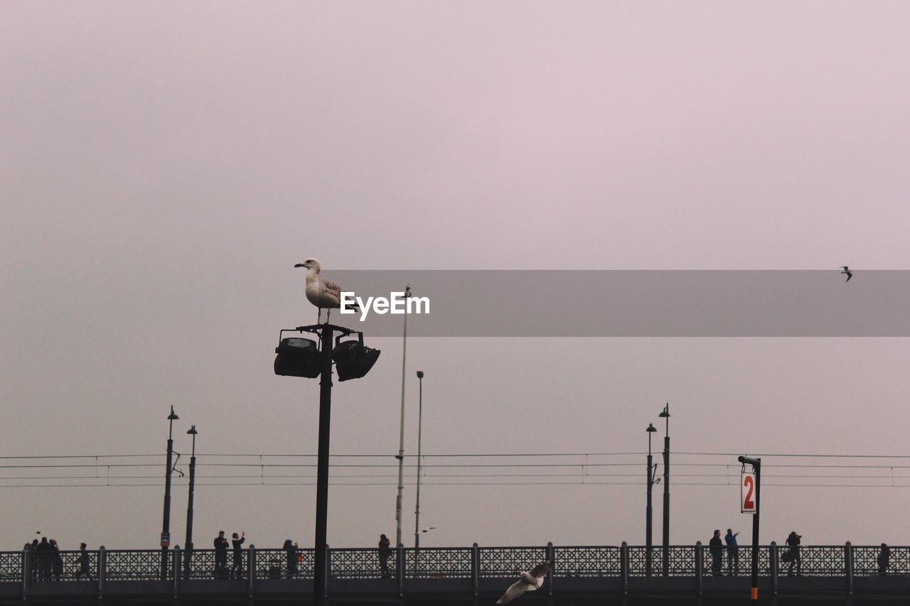 Seagull perching on lighting equipment against clear sky