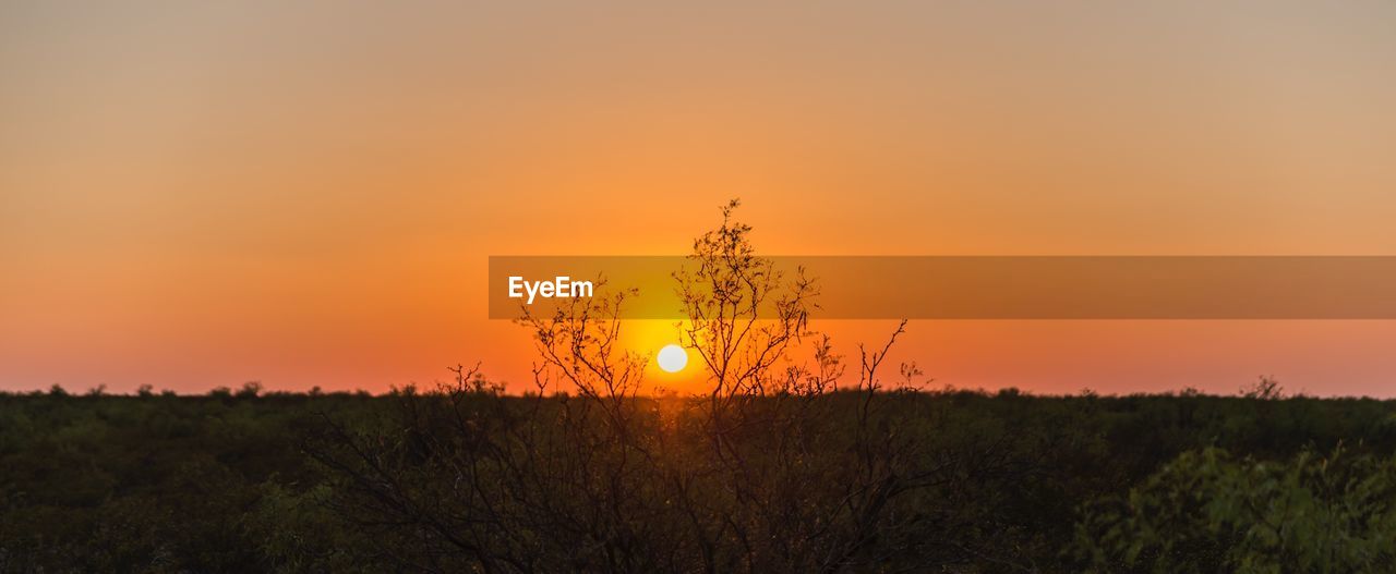 CLOSE-UP OF SILHOUETTE PLANT AGAINST SUNSET SKY