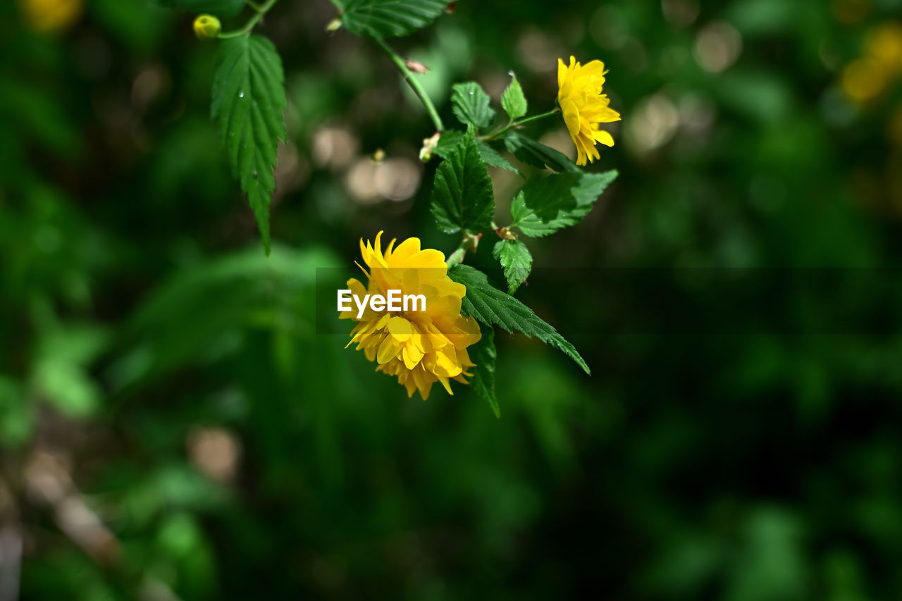 flowering plant, flower, plant, yellow, beauty in nature, nature, freshness, animal wildlife, plant part, flower head, green, close-up, leaf, multi colored, summer, nature reserve, outdoors, botany, growth, outdoor pursuit, fragility, travel destinations, petal, no people, focus on foreground, macro photography, inflorescence, botanical garden, travel, animal themes, animal, medicine, tourism, day, eco tourism, sunlight, land, alternative medicine, healthcare and medicine, blossom, wildflower, non-urban scene