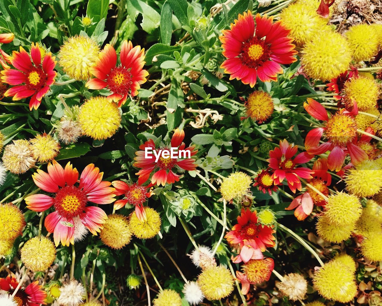 HIGH ANGLE VIEW OF FRESH YELLOW FLOWERS BLOOMING IN PLANT