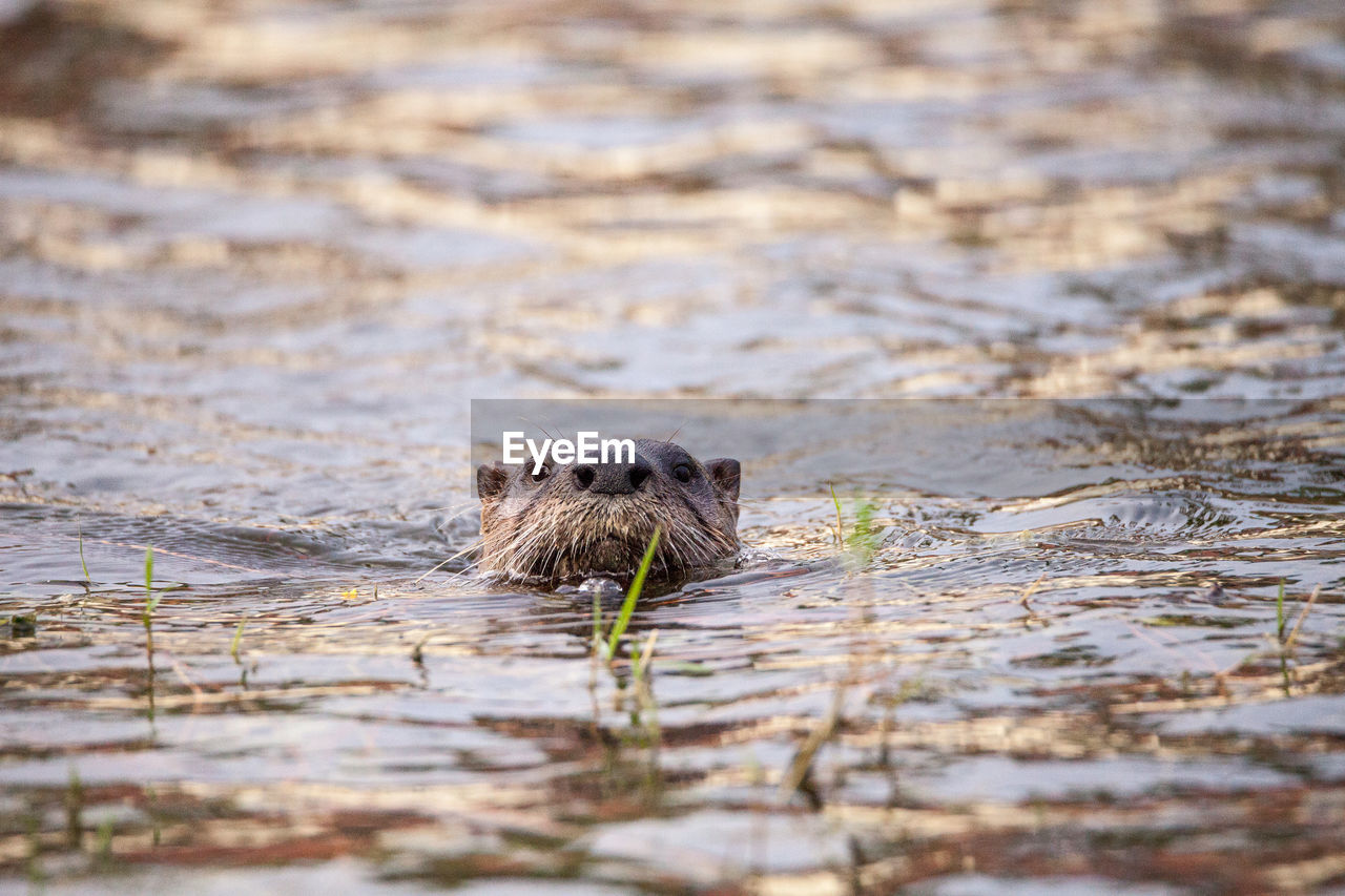 PORTRAIT OF TURTLE IN A SEA