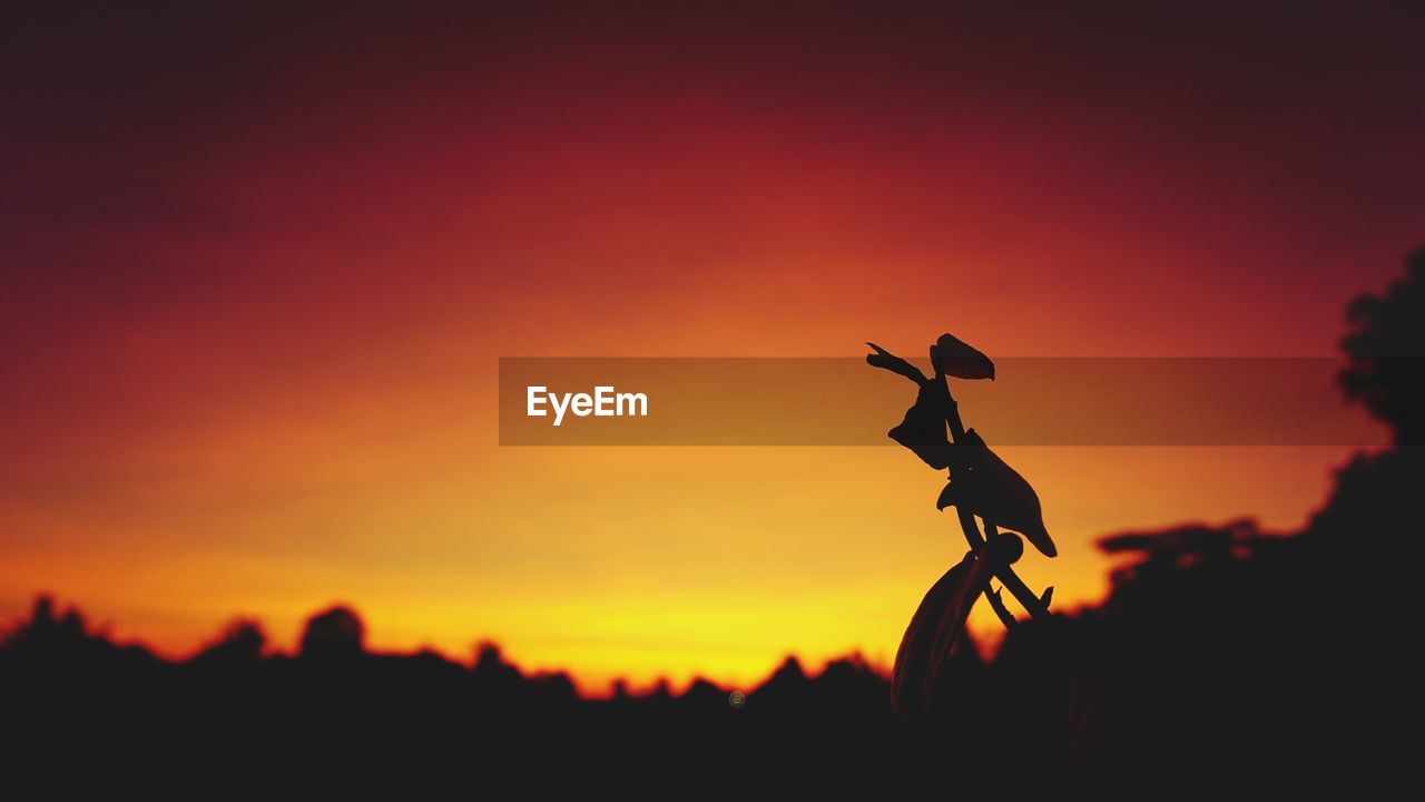 SILHOUETTE OF PLANTS AGAINST ORANGE SKY