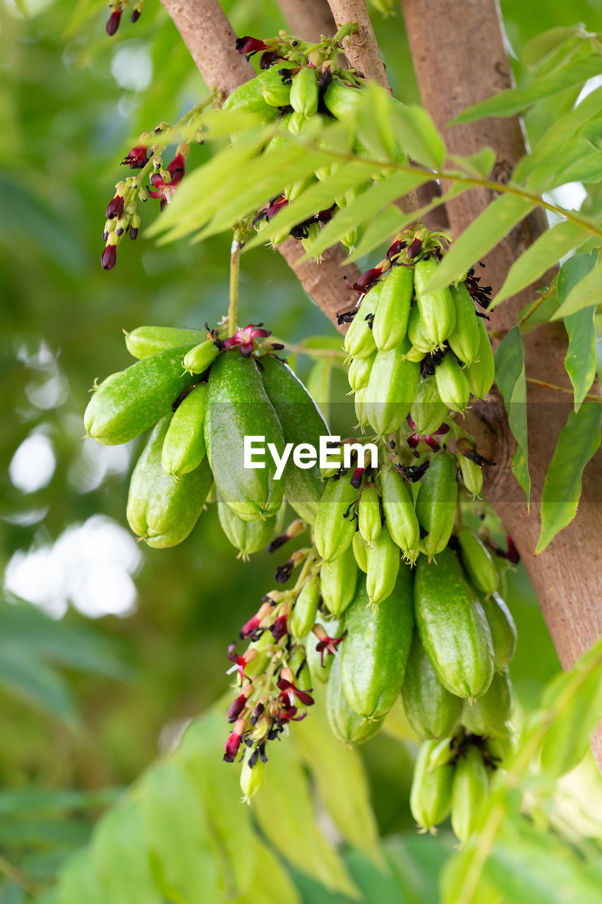 CLOSE-UP OF BERRIES ON TREE