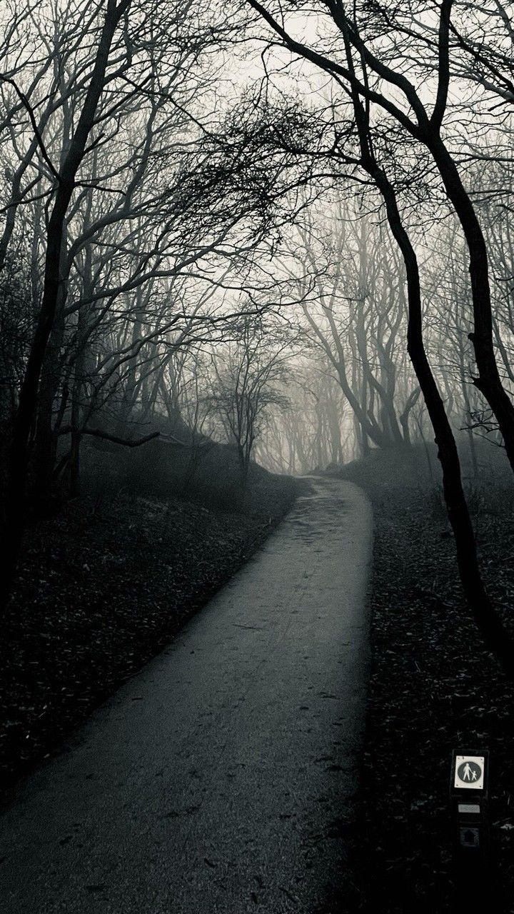 tree, bare tree, black and white, plant, road, darkness, monochrome, branch, nature, the way forward, monochrome photography, no people, transportation, morning, fog, tranquility, winter, sign, mist, sunlight, black, beauty in nature, outdoors, tranquil scene, day, scenics - nature, land, light, empty road, tree trunk, trunk, snow, diminishing perspective, environment, sky, footpath, street, communication, non-urban scene