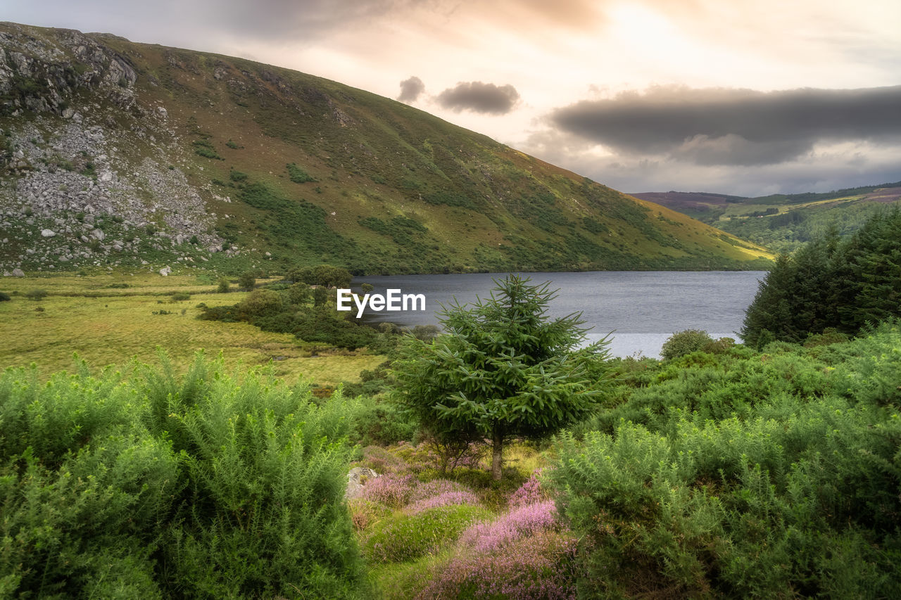 Mountain valley, lake lough dan at sunset in wicklow mountains, ireland