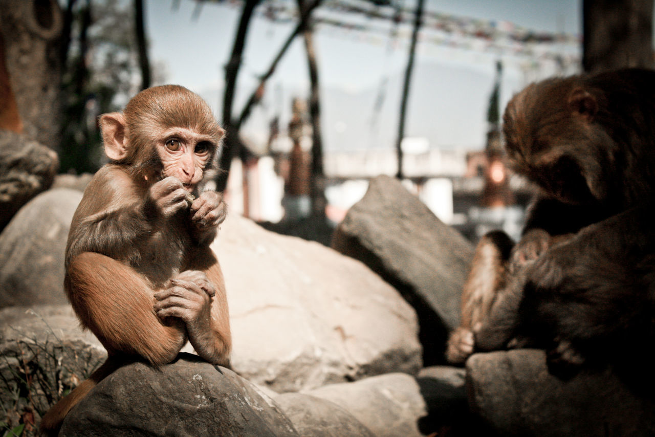 Monkey and infant on rock
