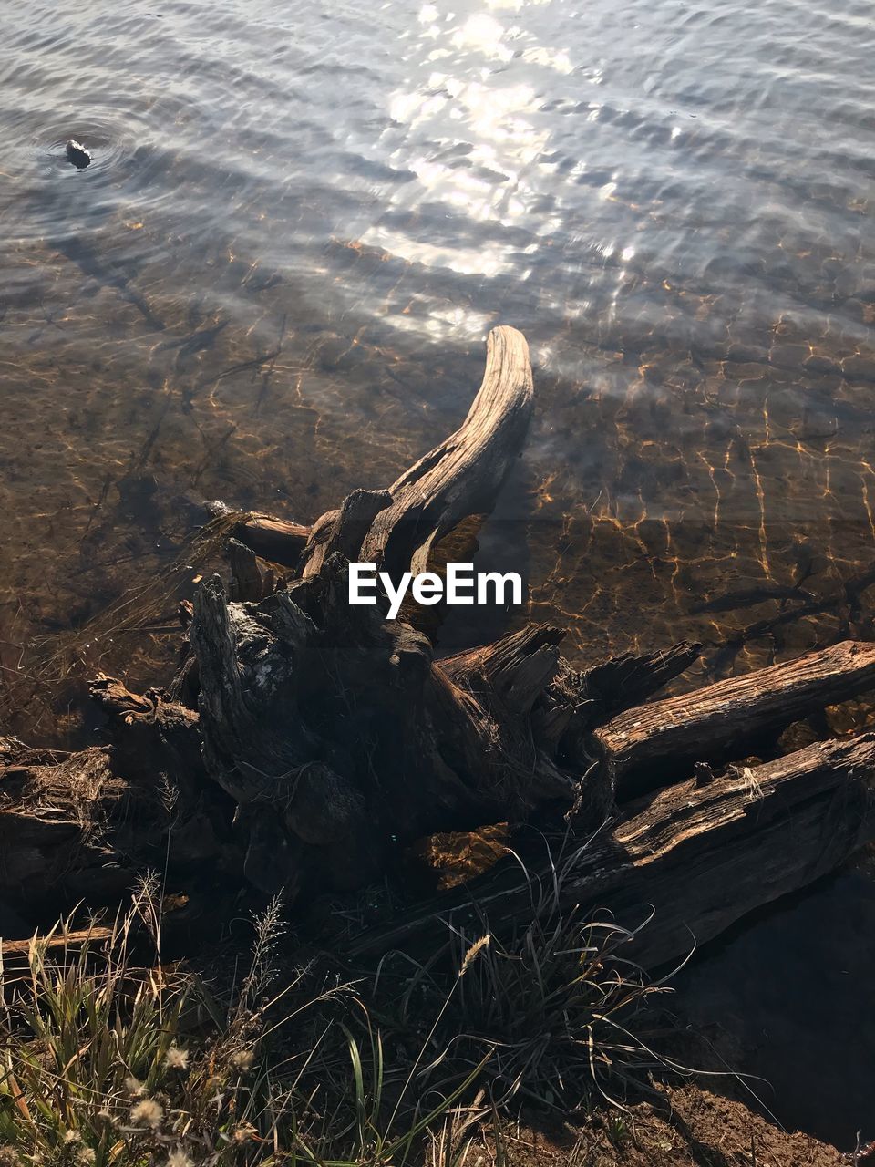 HIGH ANGLE VIEW OF DRIFTWOOD ON BEACH