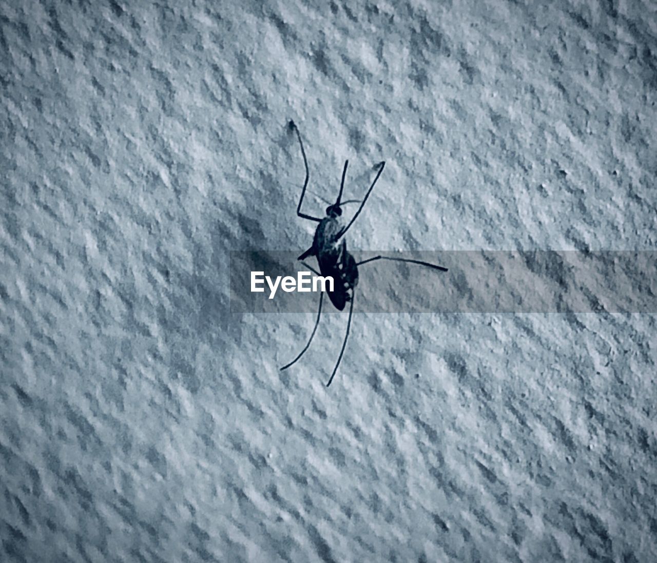 HIGH ANGLE VIEW OF INSECT FLYING OVER SNOW