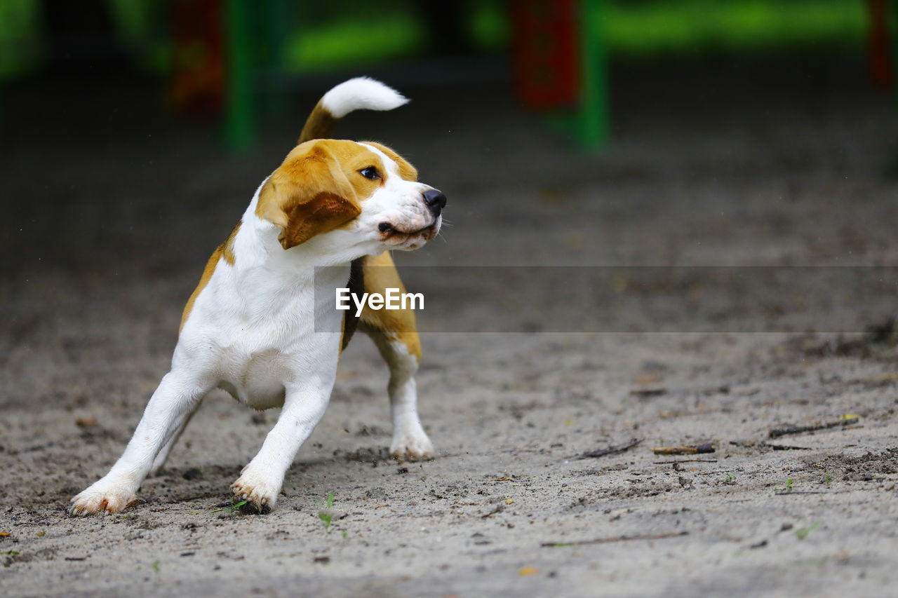 DOG LOOKING AWAY ON ROAD