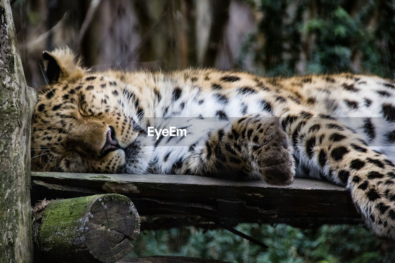 Cat sleeping in a forest