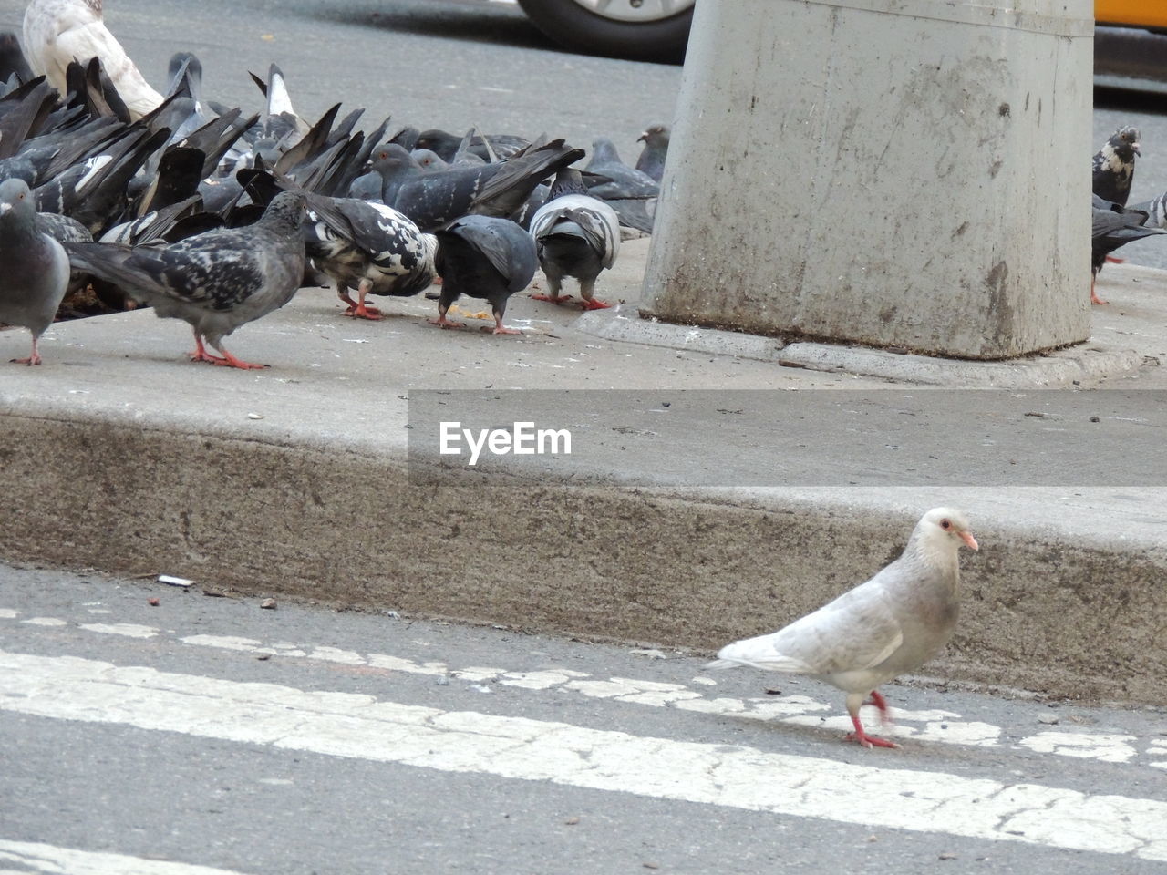 Pigeons on the sidewalk