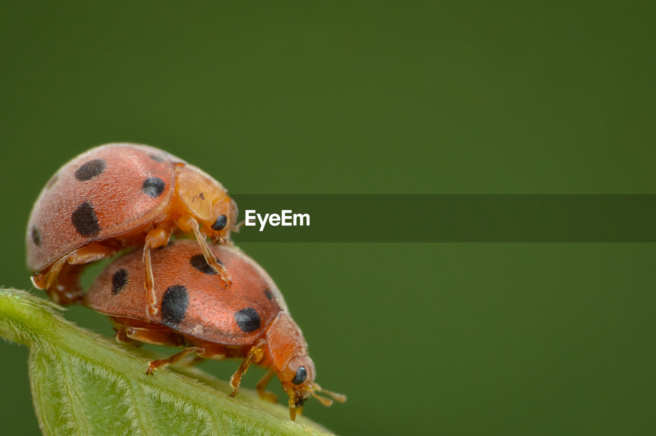 CLOSE-UP OF LADYBUG ON A LEAF