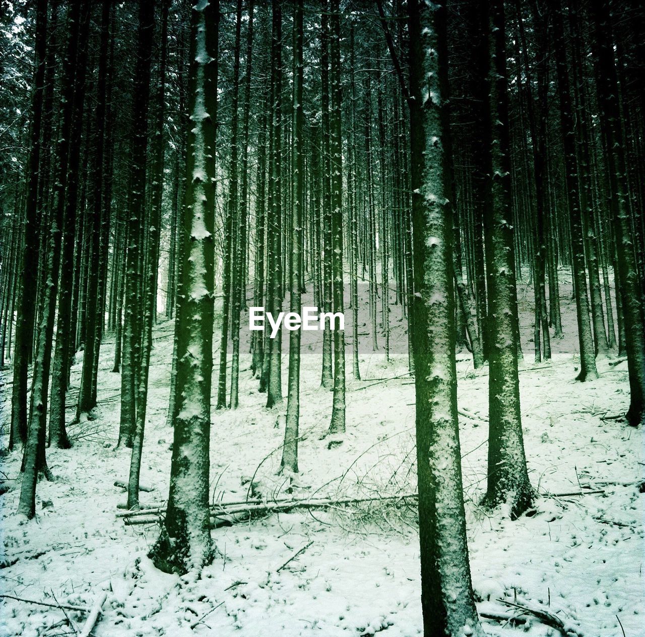 VIEW OF BAMBOO TREES IN SNOW COVERED FOREST