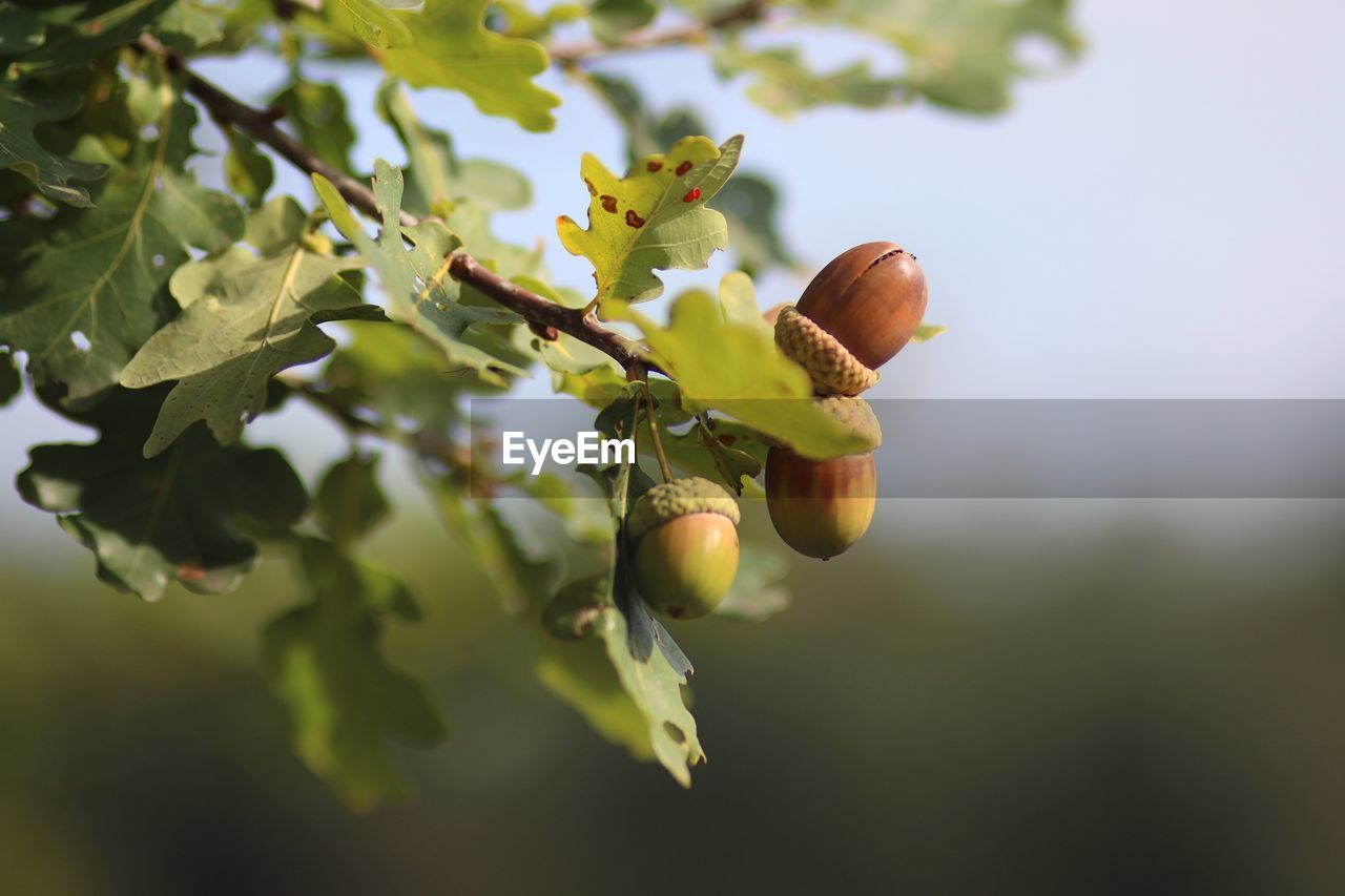 LOW ANGLE VIEW OF ORANGE TREE