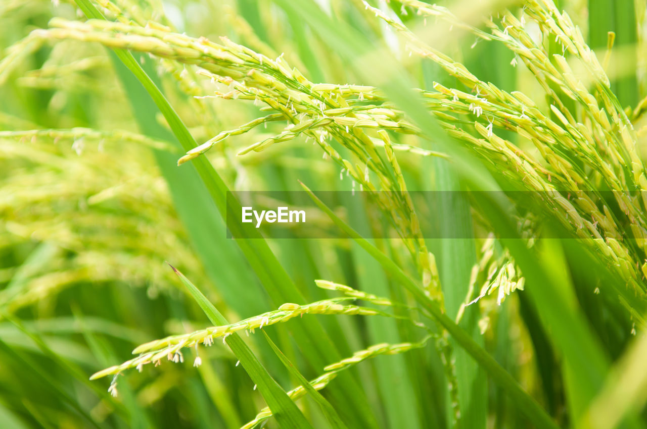 CLOSE-UP OF CROPS ON FIELD