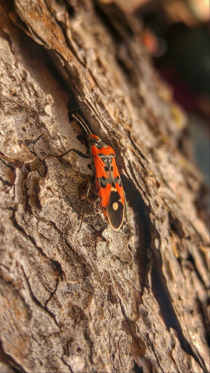 Close-up of bug on tree trunk