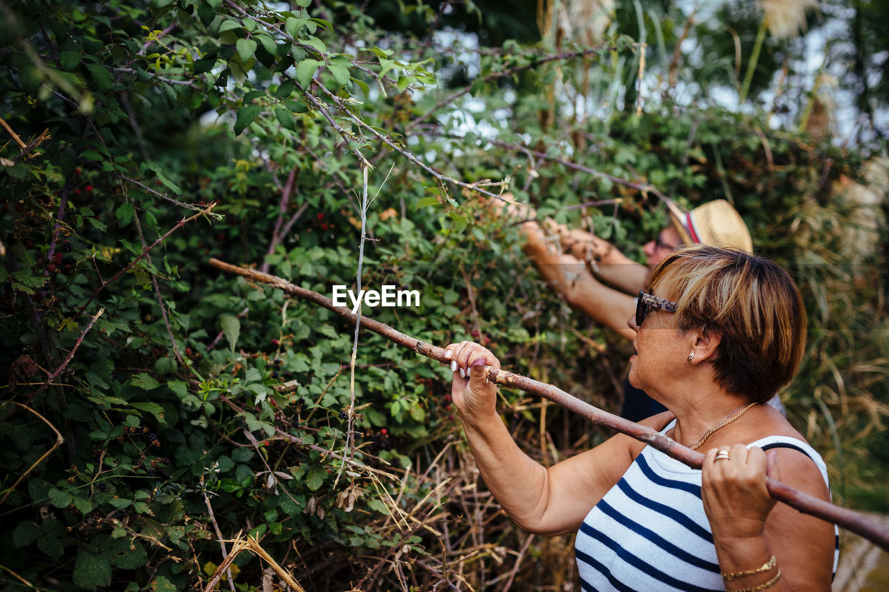 Senior couple harvesting blueberries from plant