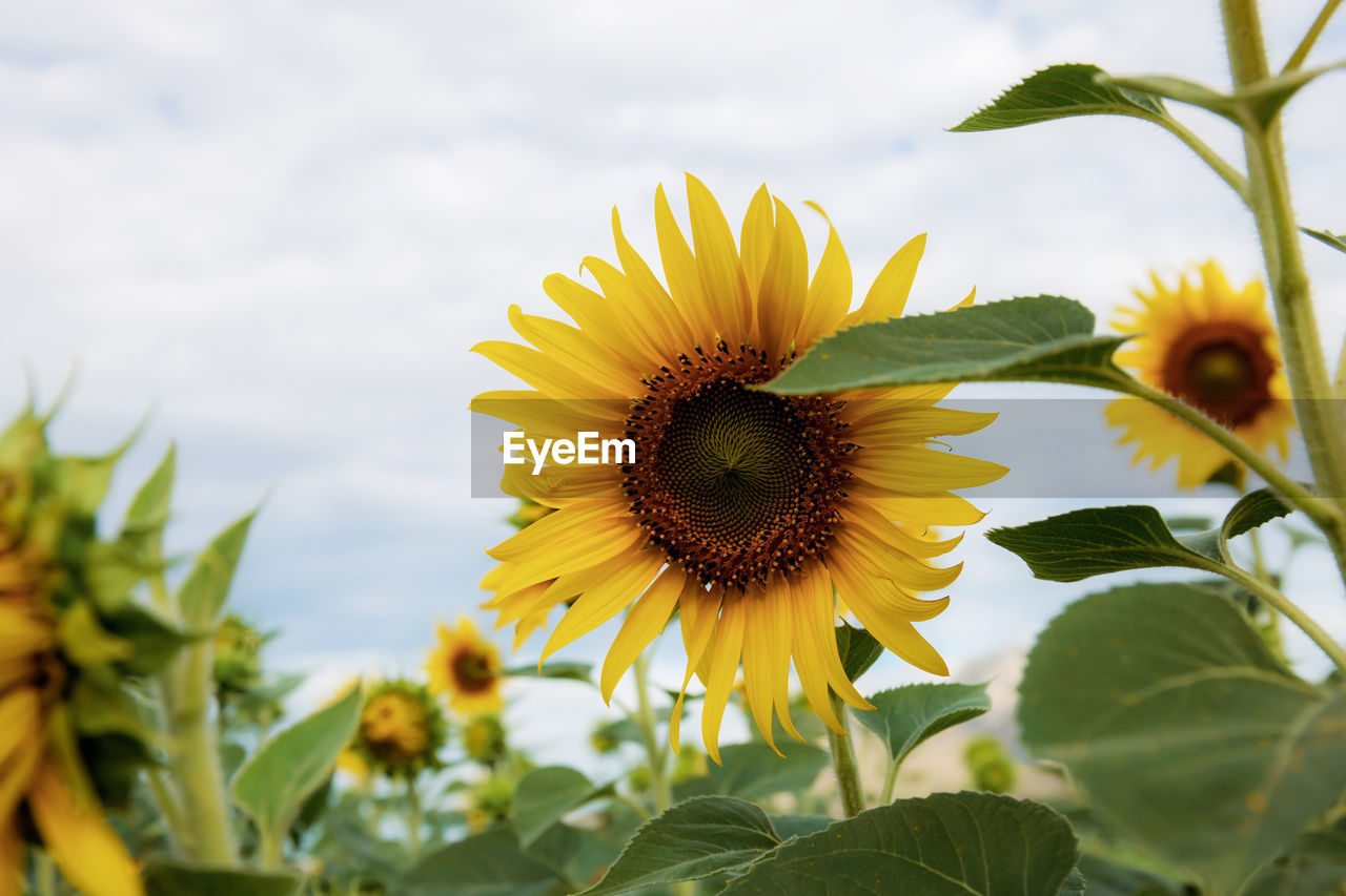 Sunflower on field with the sky in summer.