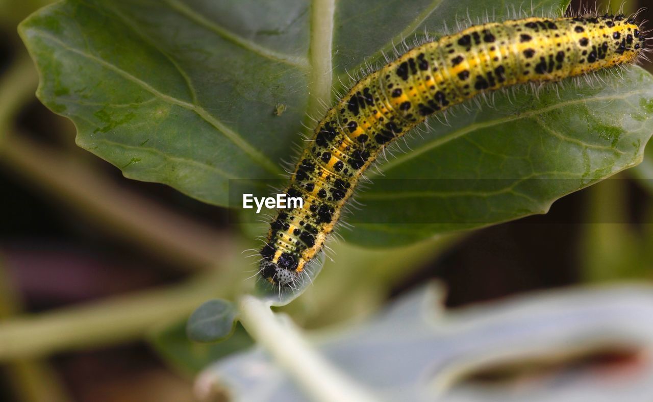 Close-up of caterpillar on leaf