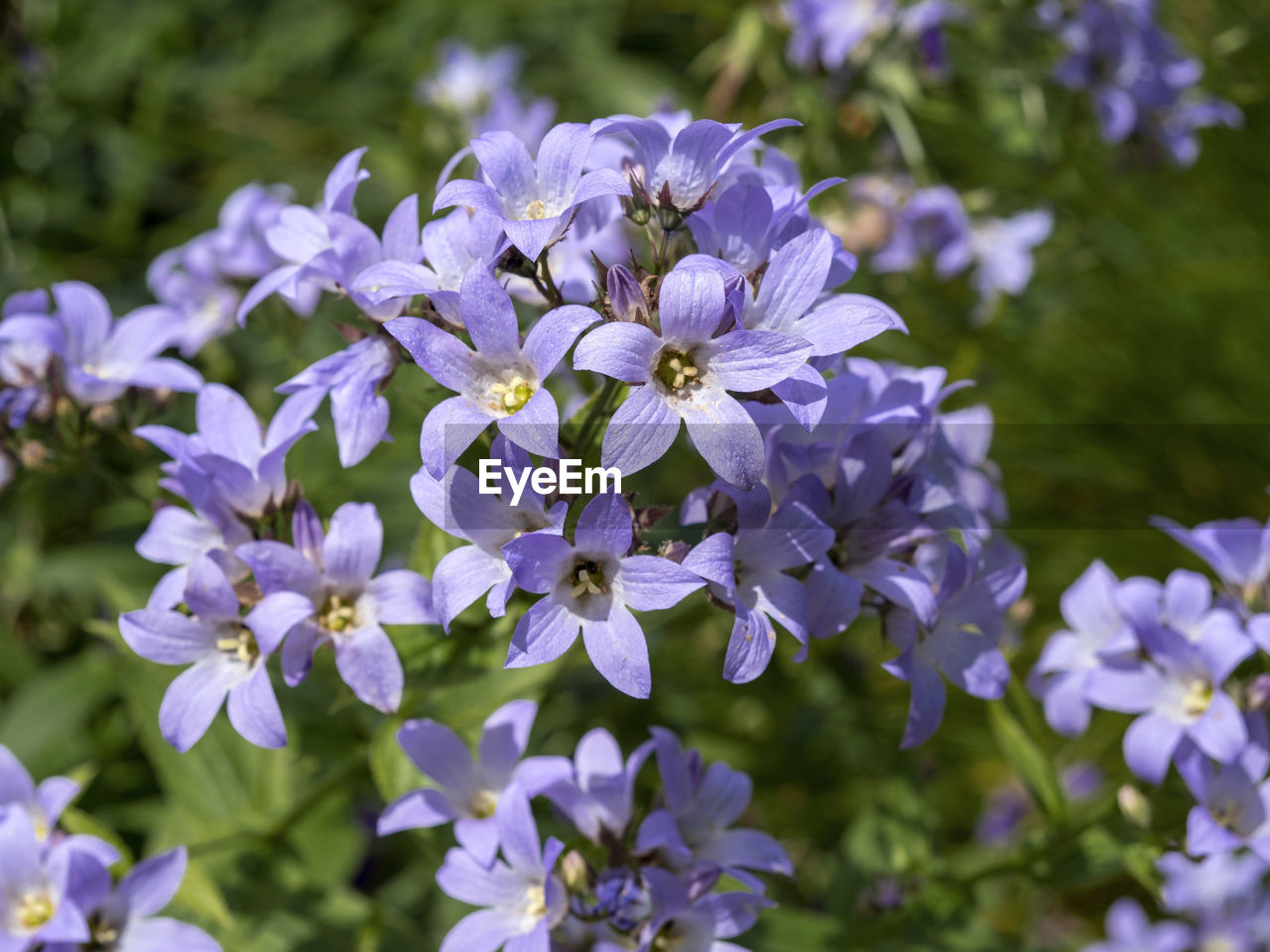 flower, flowering plant, plant, beauty in nature, freshness, purple, fragility, close-up, nature, petal, growth, flower head, botany, inflorescence, lilac, wildflower, no people, blossom, focus on foreground, springtime, outdoors, day