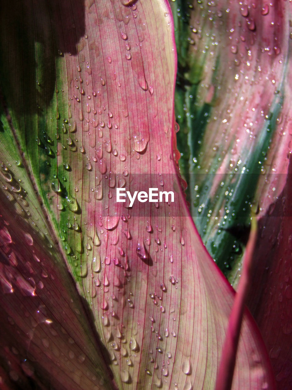 CLOSE-UP OF RAINDROPS ON PINK FLOWERING PLANT