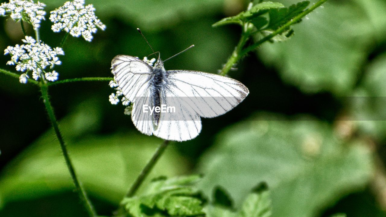 Close-up of butterfly pollinating on flower